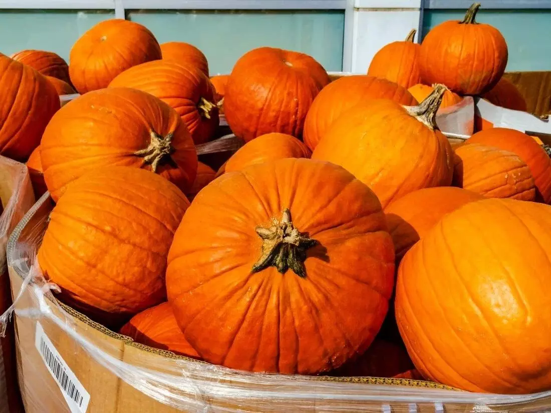 Halloween’s pumpkin tradition: From folklore to culinary favourite Halloween’s pumpkin tradition: From folklore to culinary favourite