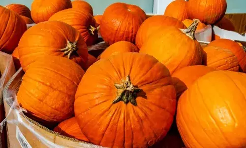 Halloweenās pumpkin tradition: From folklore to culinary favourite Halloweenās pumpkin tradition: From folklore to culinary favourite