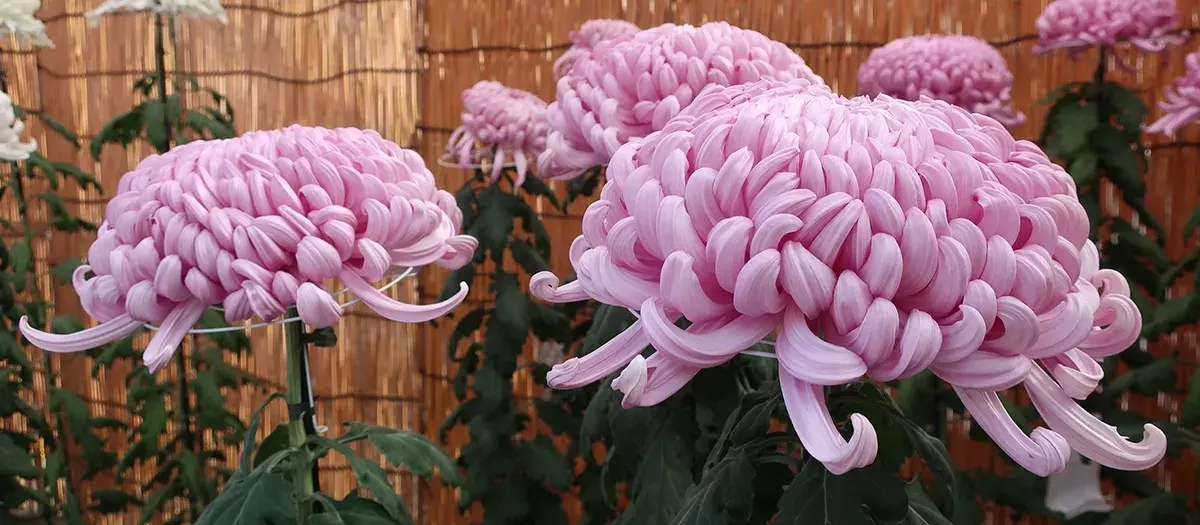 Why chrysanthemums deserve a spot in every Indian garden