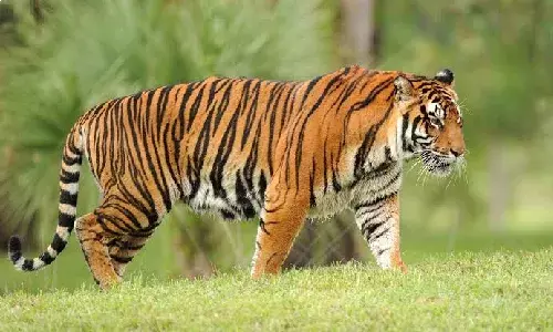 Telangana calls on NGOs, students to help track tigers for AITE 2026 Telangana calls on NGOs, students to help track tigers for AITE 2026