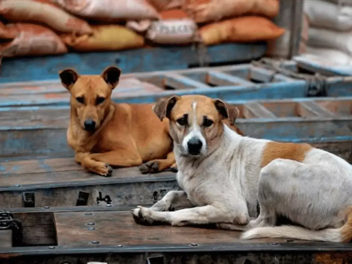 Acting on SC order, GHMC begins stray dog removal at Hyderabad govt hospitals Acting on SC order, GHMC begins stray dog removal at Hyderabad govt hospitals