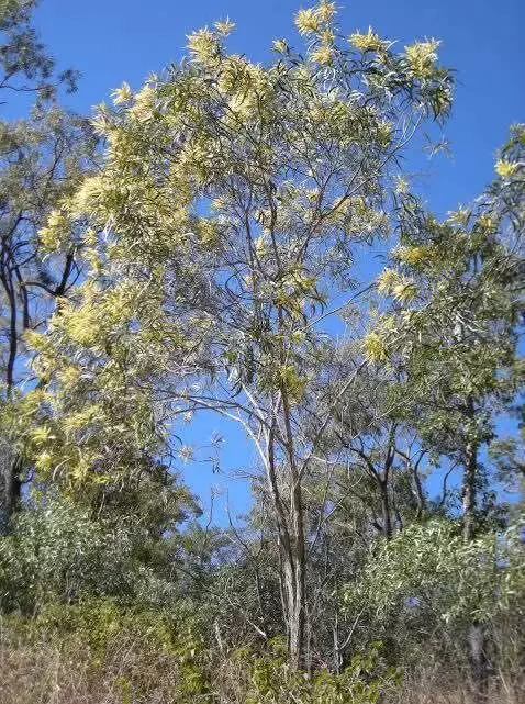 Why wattle trees have become an environmental issue in Nilgiris