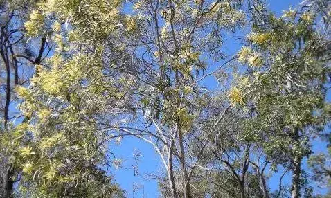 Why wattle trees have become an environmental issue in Nilgiris Why wattle trees have become an environmental issue in Nilgiris