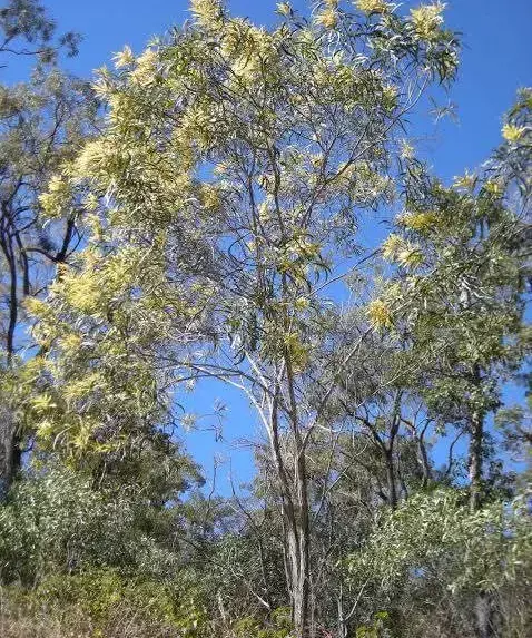 Why wattle trees have become an environmental issue in Nilgiris