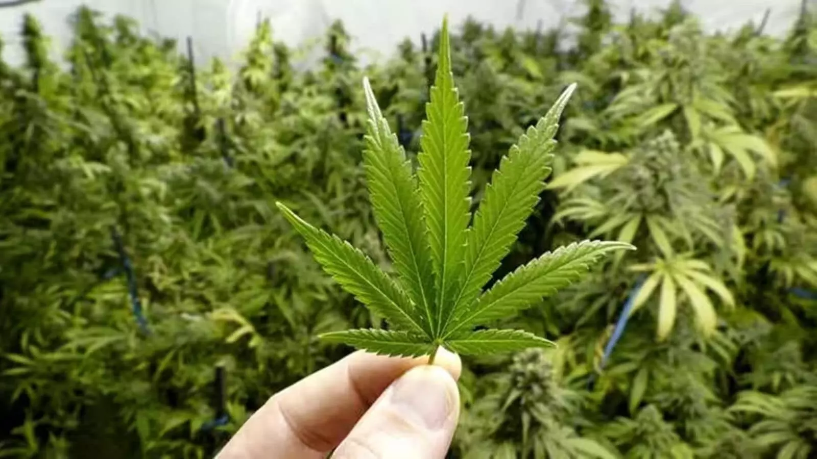 Hyderabad: Customs seize hydroponic weed worth ₹4 Cr, electronic gadgets worth ₹71.7L from passengers at RGIA Hyderabad: Customs seize hydroponic weed worth ₹4 Cr, electronic gadgets worth ₹71.7L from passengers at RGIA