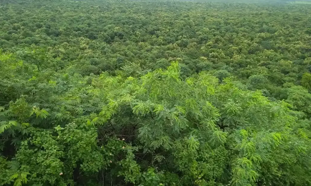 Damagundam reserve forest land case: Telangana HC raps state for failing to file counter-affidavit