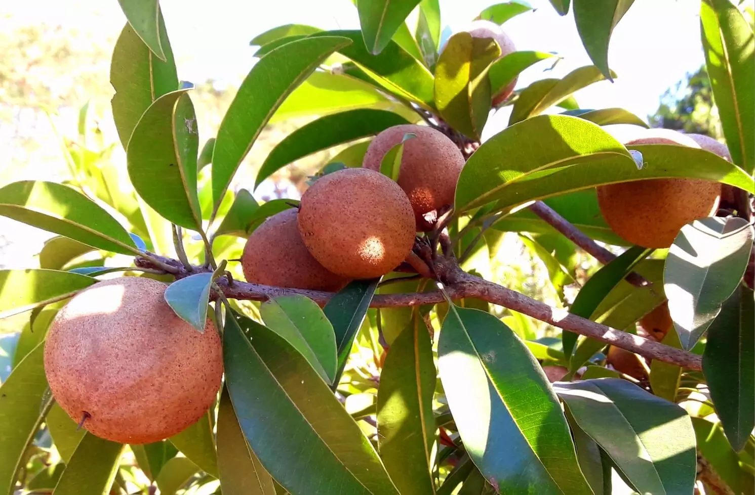 Chikoo: A super fruit that never goes out of fashion Chikoo: A super fruit that never goes out of fashion