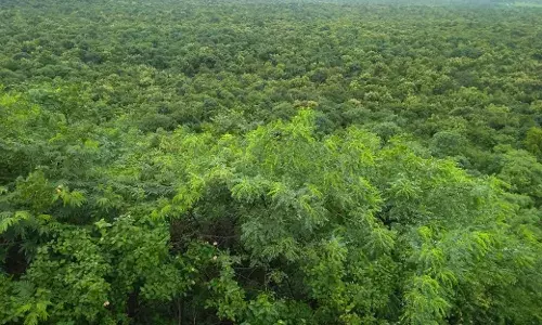 Damagundam reserve forest land case: Telangana HC raps state for failing to file counter-affidavit