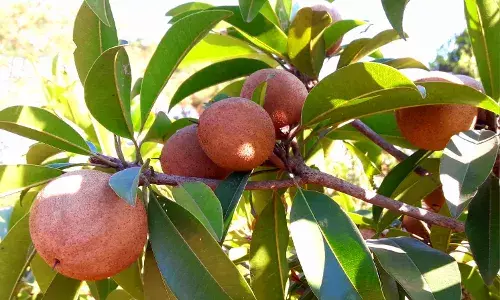 Chikoo: A super fruit that never goes out of fashion