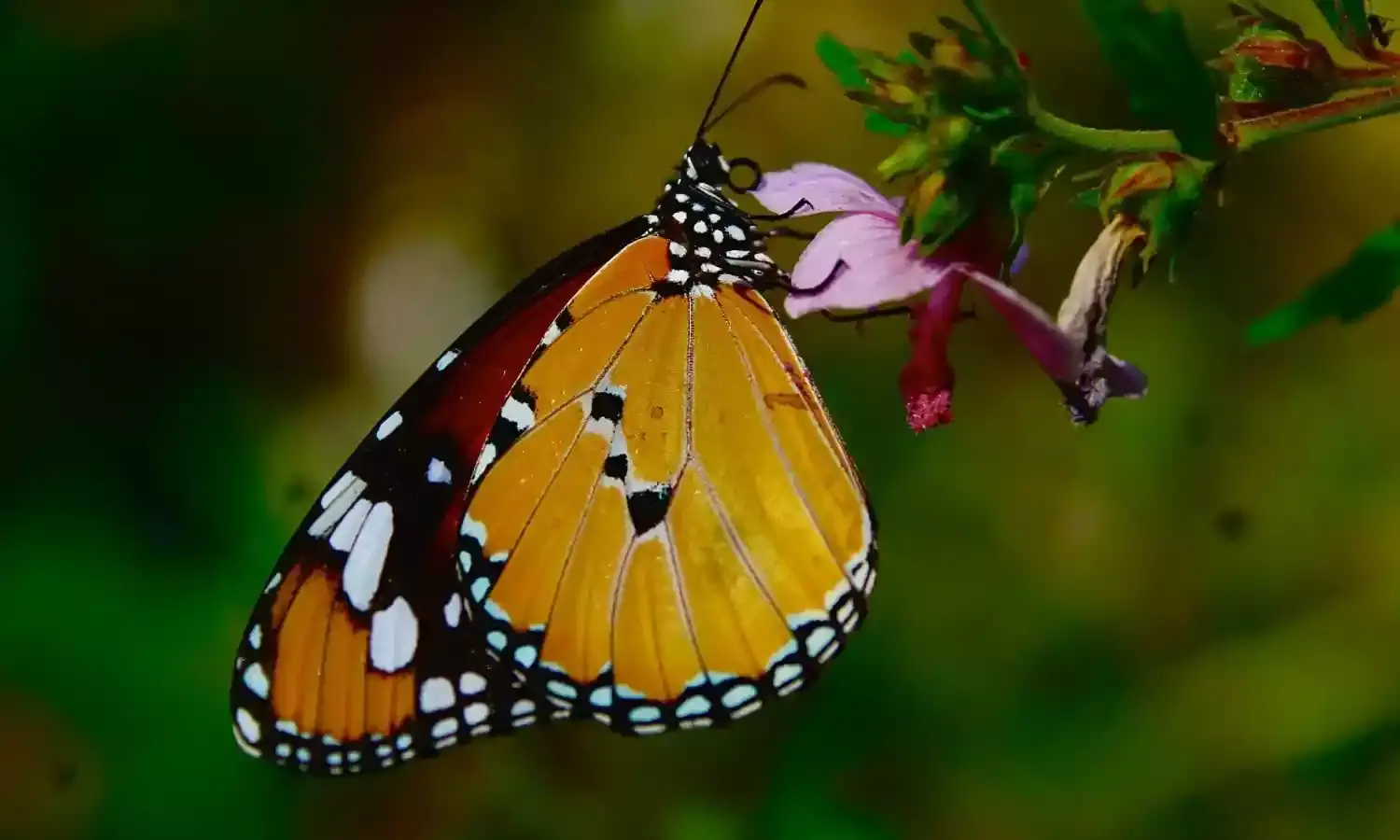 A step-by-step guide to turn your garden into a butterfly haven