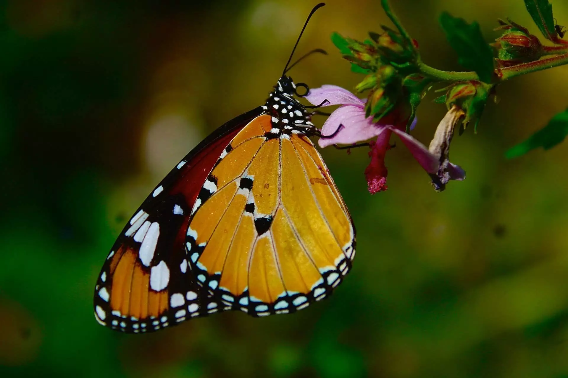 A step-by-step guide to turn your garden into a butterfly haven