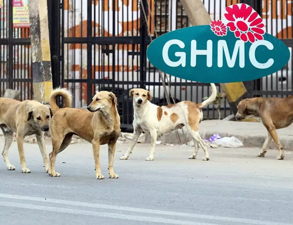 Dogs rehabilitation: HC orders GHMC, MAUD to follow Animal Birth Control guidelines Dogs rehabilitation: HC orders GHMC, MAUD to follow Animal Birth Control guidelines