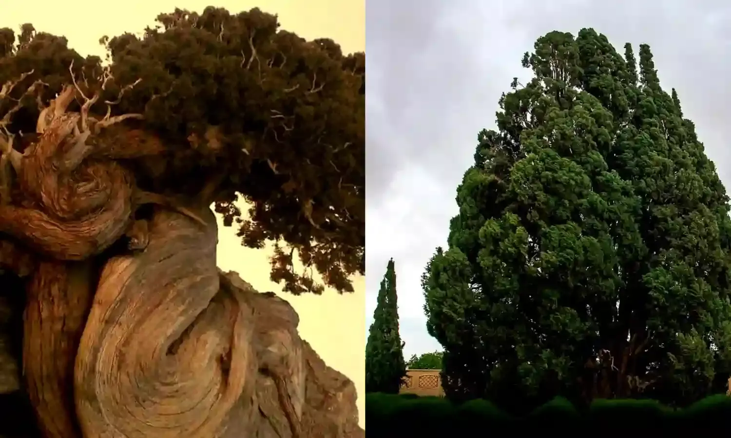 Aras Cypress: The 4,825-year-old tree that predates the pyramids