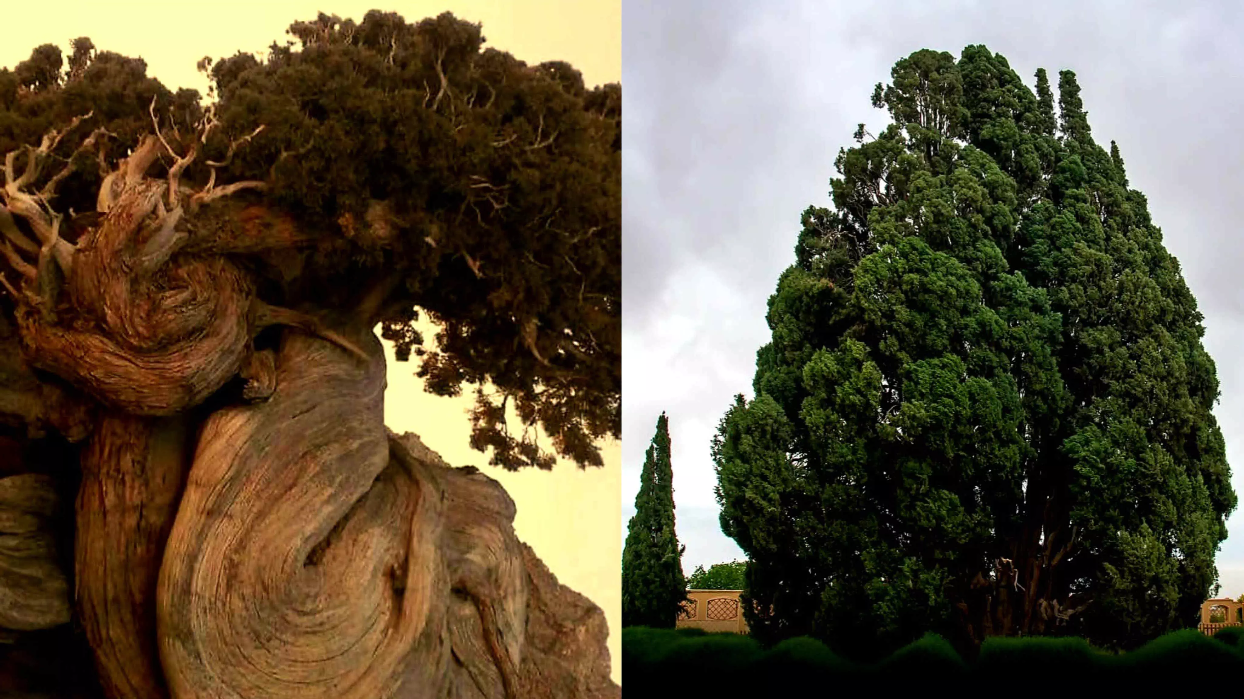 Aras Cypress: The 4,825-year-old tree that predates the pyramids Aras Cypress: The 4,825-year-old tree that predates the pyramids