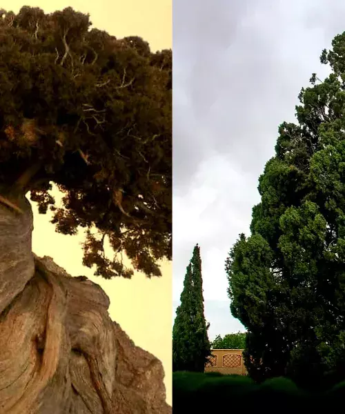 Aras Cypress: The 4,825-year-old tree that predates the pyramids Aras Cypress: The 4,825-year-old tree that predates the pyramids