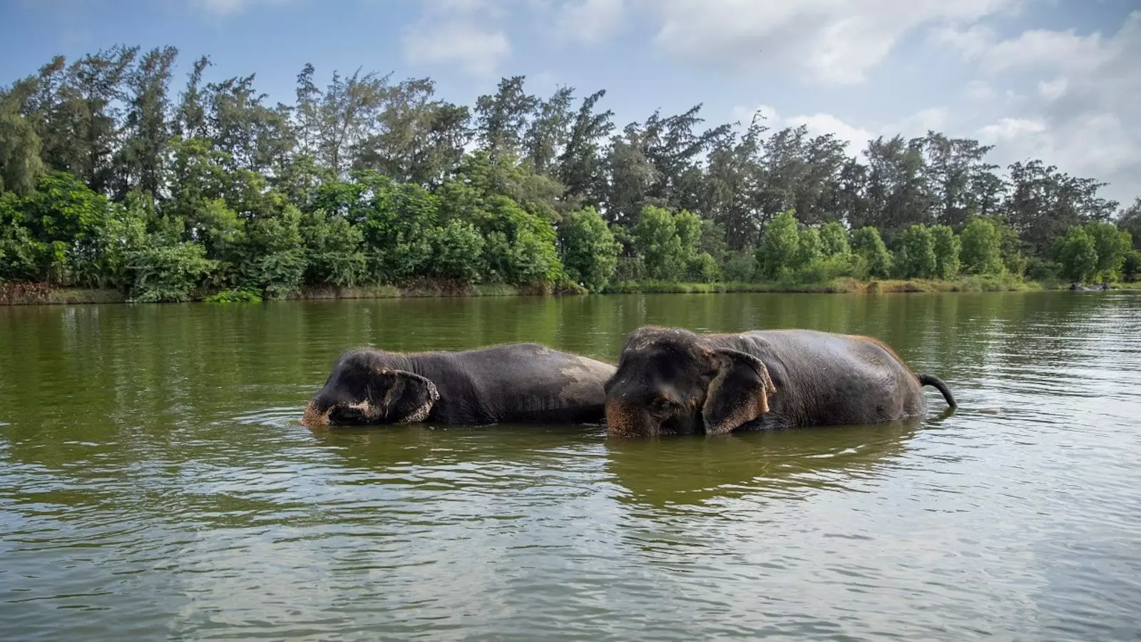 Reliance-backed Vantara ties up with Telangana govt to establish Wildlife Conservatory & Night Safari Reliance-backed Vantara ties up with Telangana govt to establish Wildlife Conservatory & Night Safari