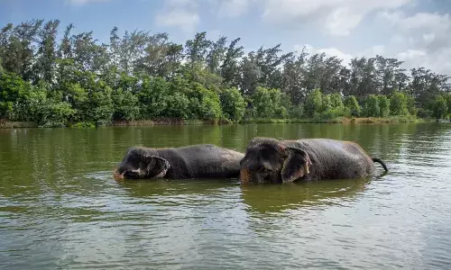 Reliance-backed Vantara ties up with Telangana govt to establish Wildlife Conservatory & Night Safari