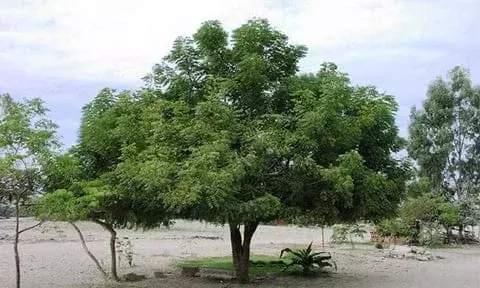 Pathogenic fungus threatens neem trees across Telangana, finds FCRI Mulugu