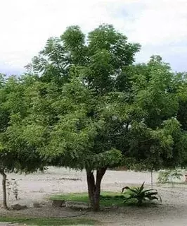 Pathogenic fungus threatens neem trees across Telangana, finds FCRI Mulugu Pathogenic fungus threatens neem trees across Telangana, finds FCRI Mulugu