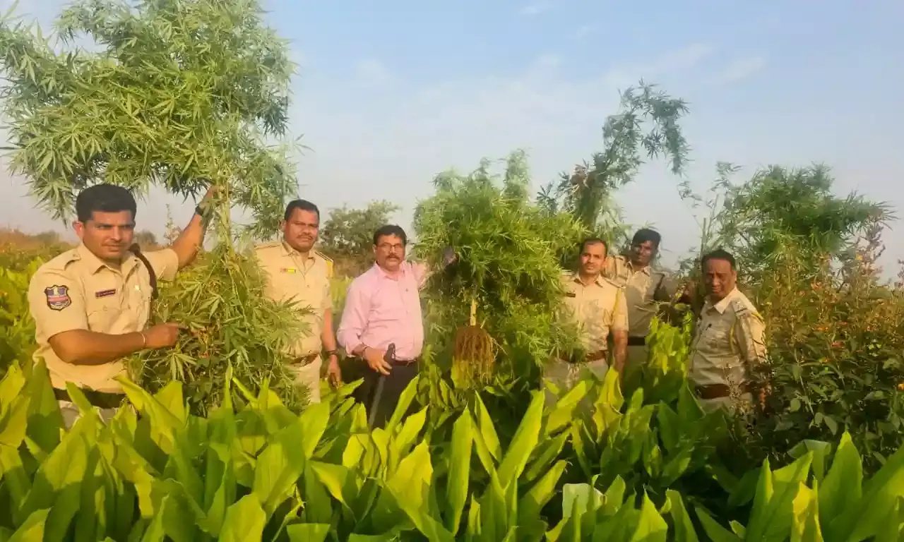 Telangana key transit hub in ganja smuggling: Over 21,000 plants, 24,000 kg of drug seized in 4 years