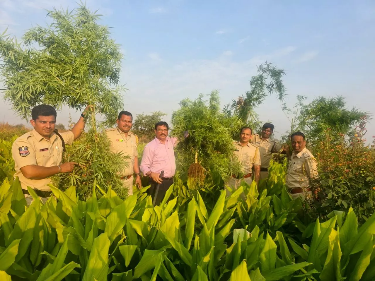 Telangana key transit hub in ganja smuggling: Over 21,000 plants, 24,000 kg of drug seized in 4 years Telangana key transit hub in ganja smuggling: Over 21,000 plants, 24,000 kg of drug seized in 4 years