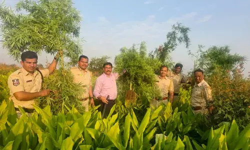 Telangana key transit hub in ganja smuggling: Over 21,000 plants, 24,000 kg of drug seized in 4 years Telangana key transit hub in ganja smuggling: Over 21,000 plants, 24,000 kg of drug seized in 4 years