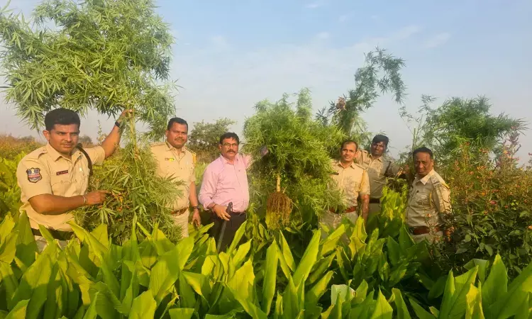Telangana key transit hub in ganja smuggling: Over 21,000 plants, 24,000 kg of drug seized in 4 years Telangana key transit hub in ganja smuggling: Over 21,000 plants, 24,000 kg of drug seized in 4 years
