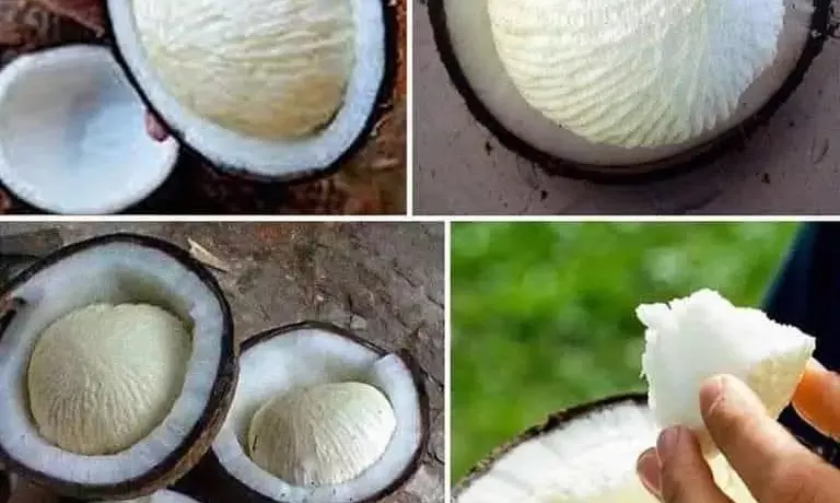 Sprouted coconut emerges as new ‘superfood’ with high nutritional value