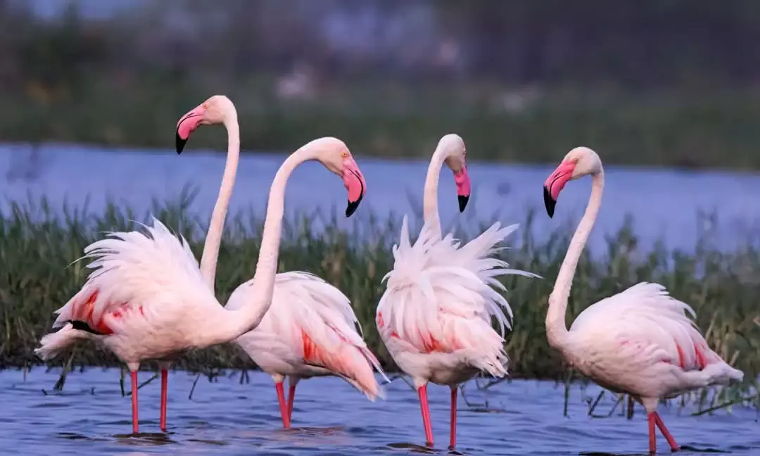 Winged guests log in: Flamingos arrive in Hyderabad for winter sojourn
