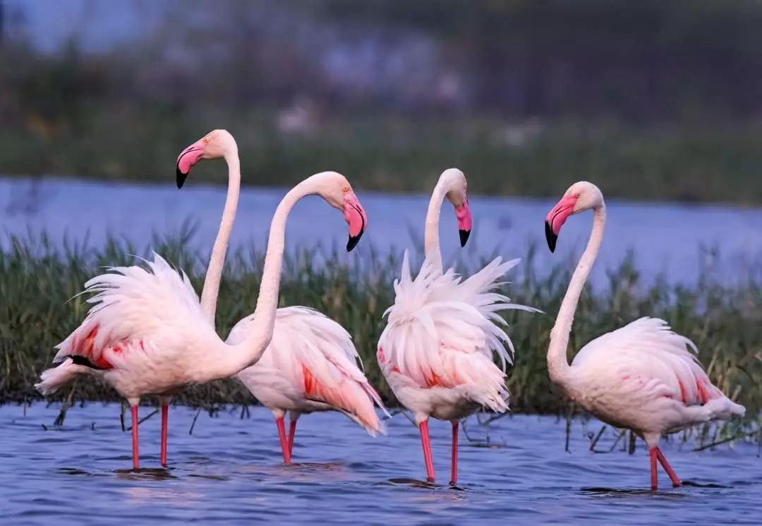 Winged guests log in: Flamingos arrive in Hyderabad for winter sojourn Winged guests log in: Flamingos arrive in Hyderabad for winter sojourn
