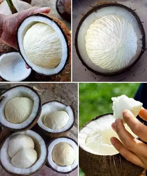 Sprouted coconut emerges as new āsuperfoodā with high nutritional value Sprouted coconut emerges as new āsuperfoodā with high nutritional value