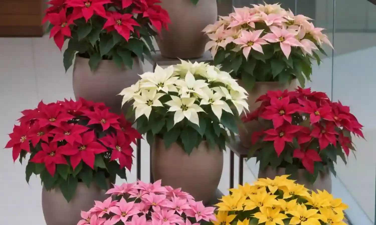 Merry Xmas: All you want to know about Christmas poinsettias