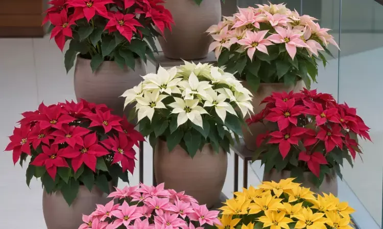 Merry Xmas: All you want to know about Christmas poinsettias