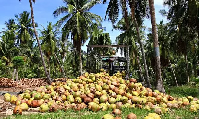 CM Naidu seeks ₹200 crore central support for integrated coconut development