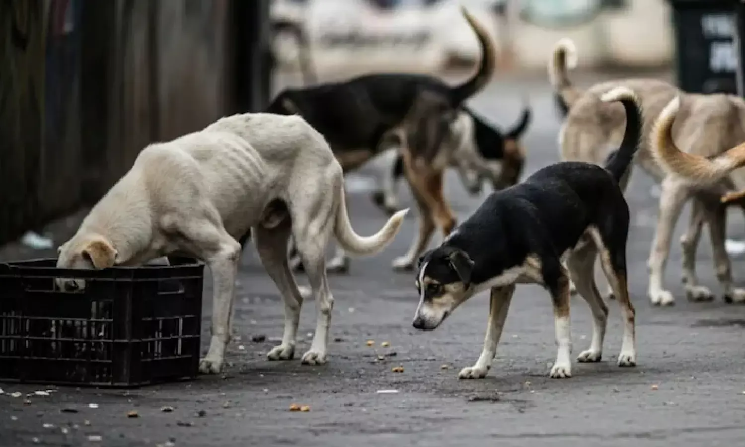 Three-year-old mauled by stray dogs in Attapur; residents blame GHMC inaction