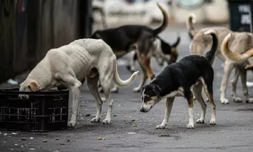 Three-year-old mauled by stray dogs in Attapur; residents blame GHMC inaction