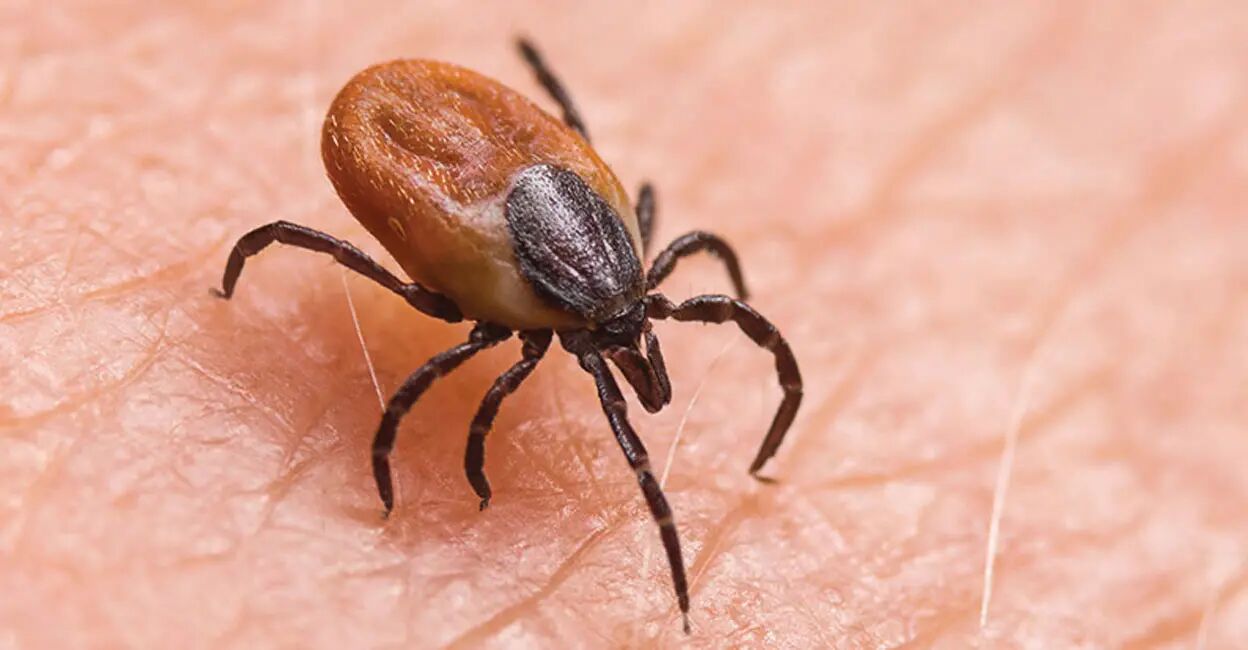 What is scrub typhus? doctors caution against ignoring this silent fever