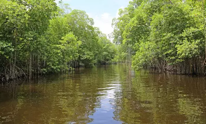 Great Green Wall of AP :  Dy CM Pawan Kalyan unveils ambitious project to increase green cover to 50%