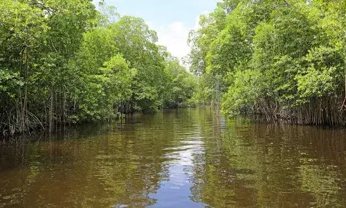 Great Green Wall of AP :  Dy CM Pawan Kalyan unveils ambitious project to increase green cover to 50%