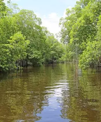 Great Green Wall of AP : Dy CM Pawan Kalyan unveils ambitious project to increase green cover to 50% Great Green Wall of AP : Dy CM Pawan Kalyan unveils ambitious project to increase green cover to 50%