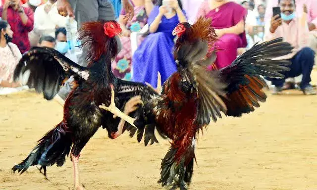 Cockfights ban flouted in AP: Betting events held under floodlights, VVIP galleries