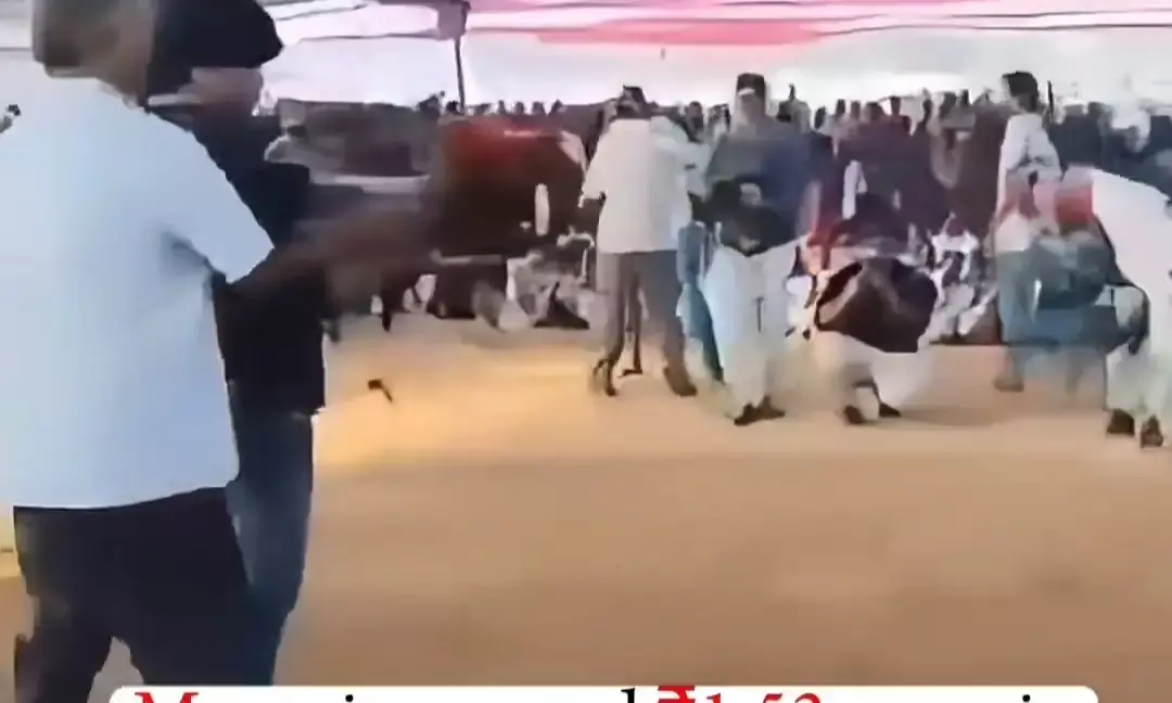 Man Wins Record ₹1.53 Crore in Sankranti Cockfight in Andhra Pradesh’s West Godavari