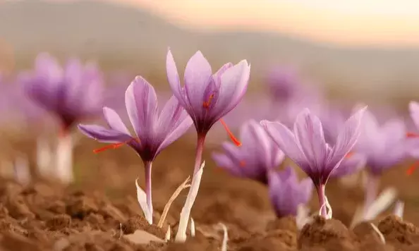 Wah Saffron!  World’s costliest spice to bring cheers to Andhra farmers