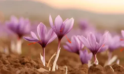Andhra to permit large-scale saffron cultivation in Lambasingi under PPP model