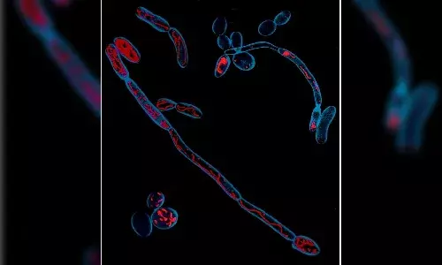 How to stop dangerous fungal infections? Researchers at CSIR-CCMB, Hyderabad has answers