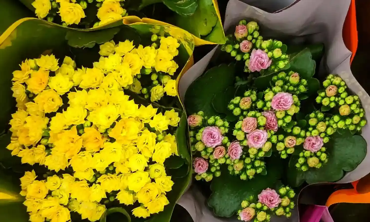 Kalanchoe gains popularity as low maintenance, beginner-friendly flowering plant