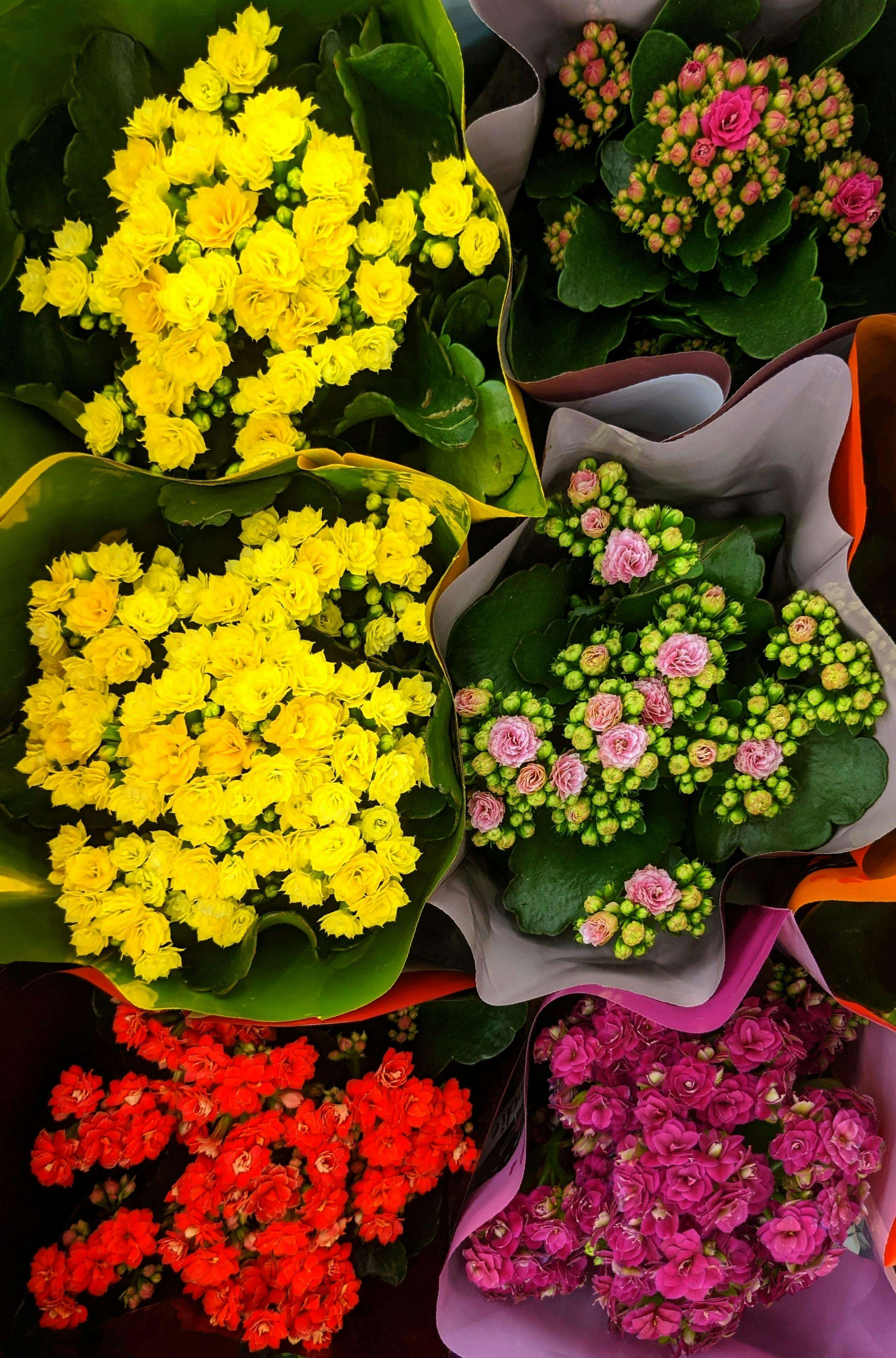 Kalanchoe gains popularity as low maintenance, beginner-friendly flowering plant