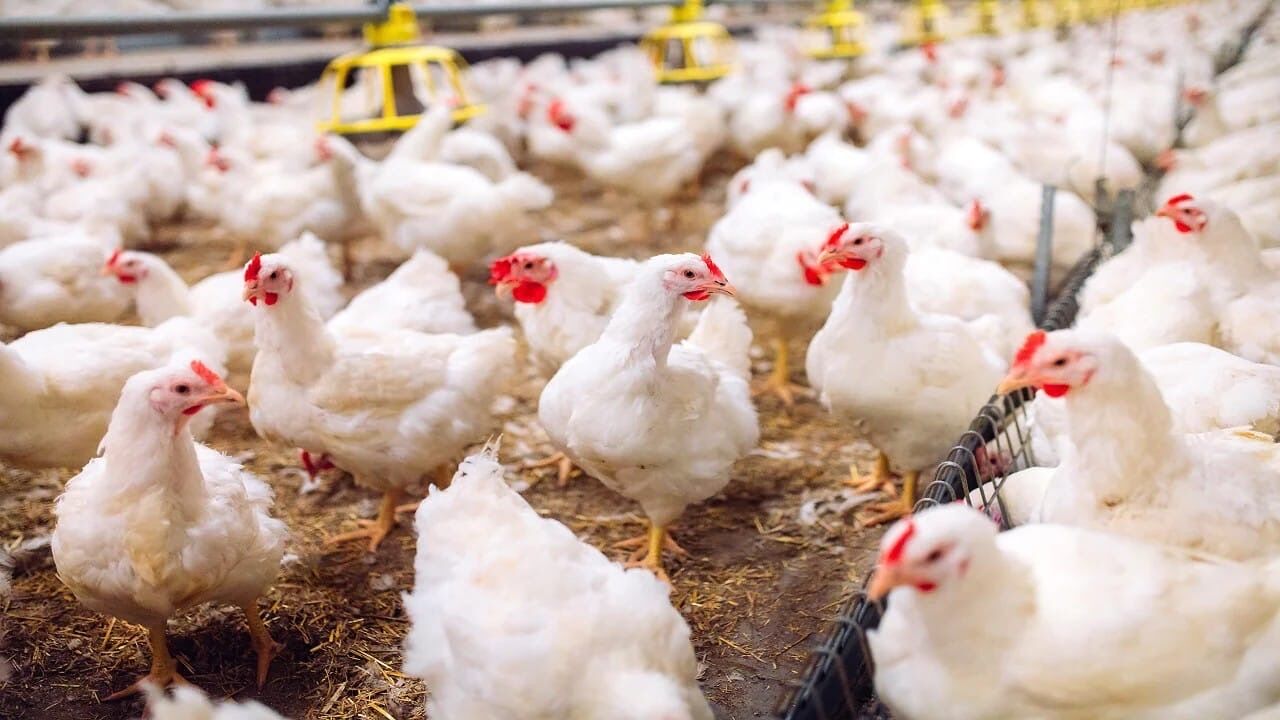 Bird flu confirmed in Andhra’s Annamayya district; govt steps up surveillance, containment
