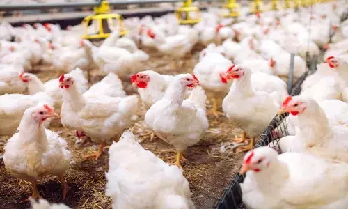 Bird flu confirmed in Andhra’s Annamayya district; govt steps up surveillance, containment