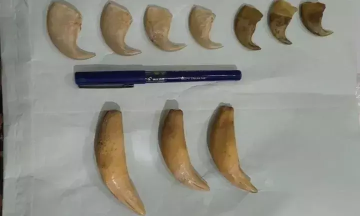 Nails to teeth: DRI, Hyderabad busts wildlife trade ring, seizes tiger body parts in Nampally